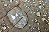 One Big & Many Small Dew Drops on Leaf #1